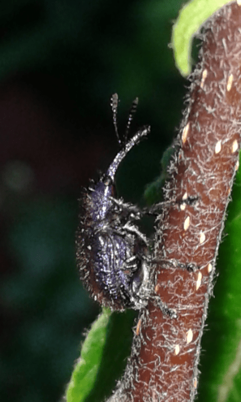 Rhynchites bacchus (Rhynchitidae)? S
